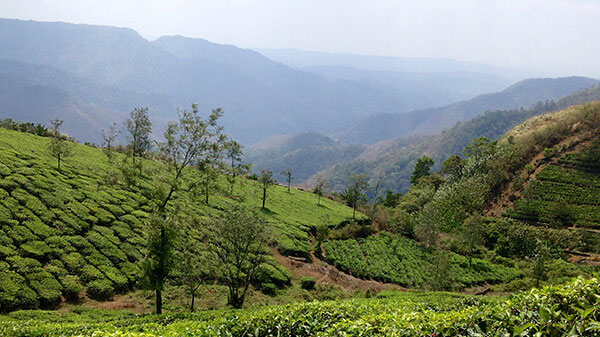 Video Birth of AVT Group - 100 hectares of grassland in Pasuparai, Tamil Nadu