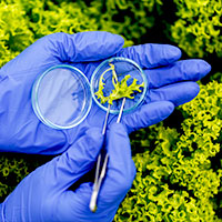 AVT Nature's Cup Our Division – Plant Biotechnology