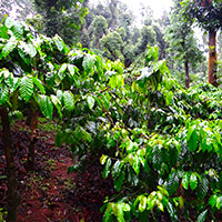 AVT Nature's Cup Our Division - Plantations
