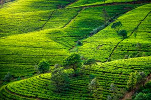 Read more about the article Tea Towns of India
