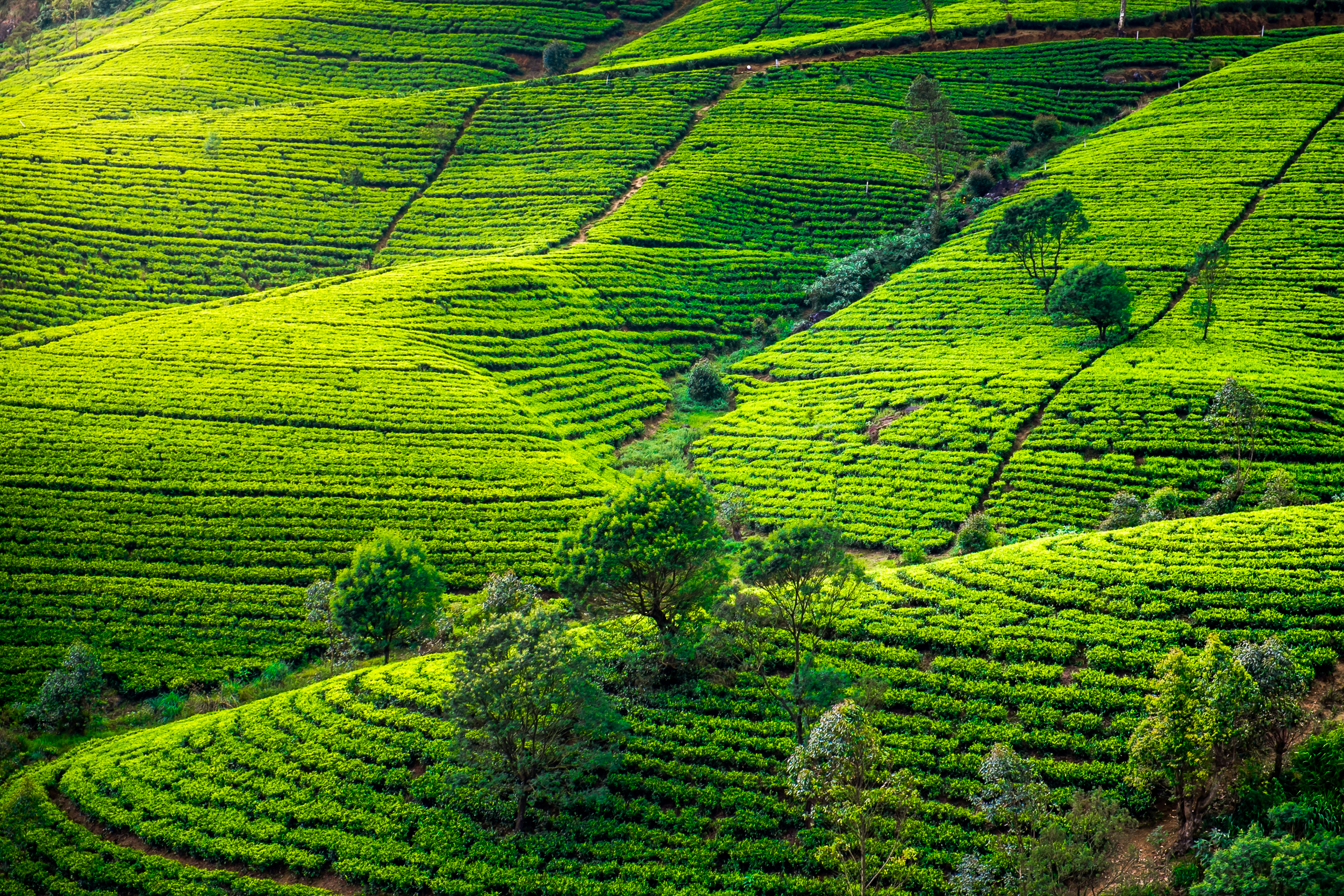 Tea Towns Of India