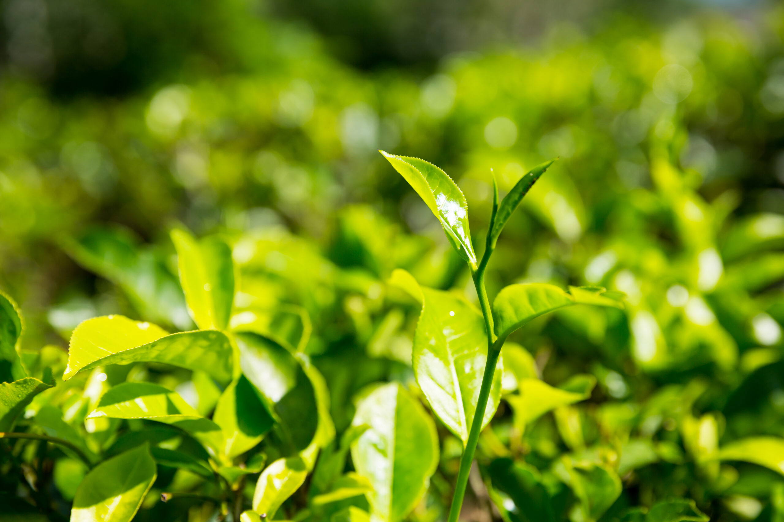 Top 10 Tea Producing Regions in the World