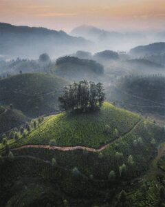  4 Picturesque Tea Plantations You Must Visit