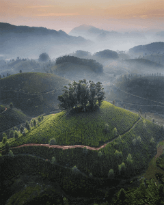 Read more about the article 4 Picturesque Tea Plantations You Must Visit