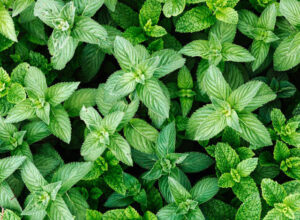 Read more about the article 8 Surprising Benefits of Spearmint Tea
